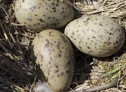 Unhatched Baby Birds Can Amazingly Communicate with Each Other by Vibrating