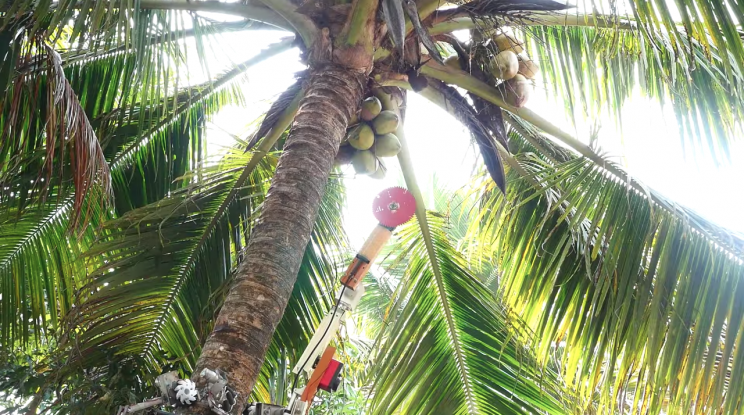 Coco Roboto: Watch this Coconut-Harvesting Robot in Action Coco Roboto: Watch this Coconut-Harvesting Robot in Action