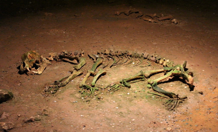 Cave bear skeleton Cave bear skeleton