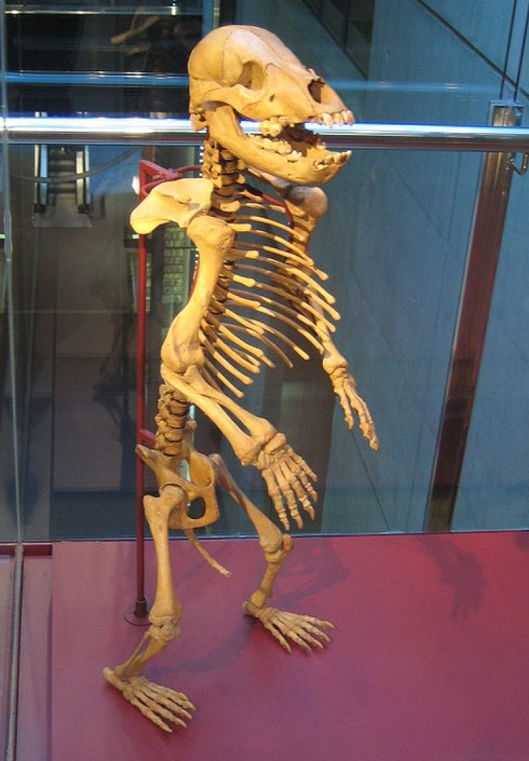 Juvenile cave bear skeleton Juvenile cave bear skeleton