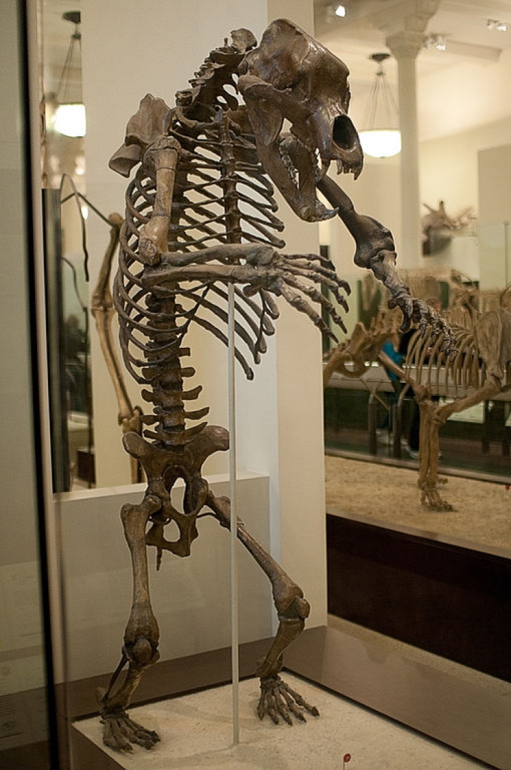 Cave bear skeleton Cave bear skeleton