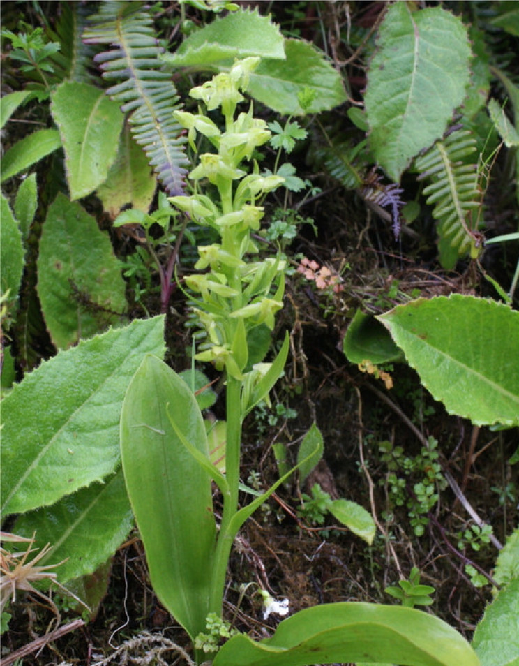Hochstetter's Butterfly orchid Hochstetter's Butterfly orchid
