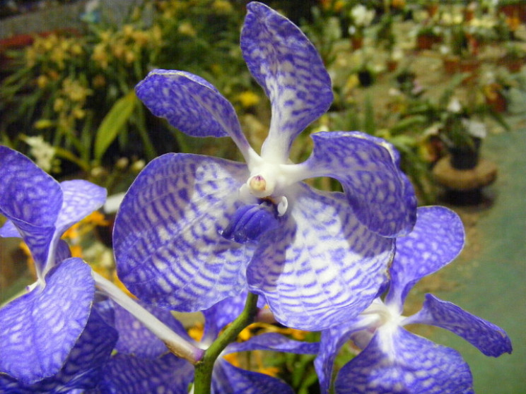 Vanda cultivar Vanda cultivar