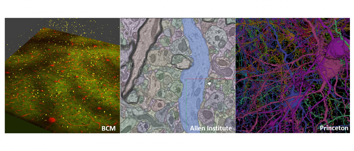Scientists Map Half a Billion Connections in a Tiny Piece of Mouse Brain Scientists Map Half a Billion Connections in a Tiny Piece of Mouse Brain