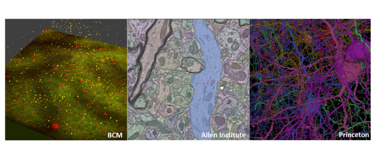 Scientists Map Half a Billion Connections in a Tiny Piece of Mouse Brain Scientists Map Half a Billion Connections in a Tiny Piece of Mouse Brain