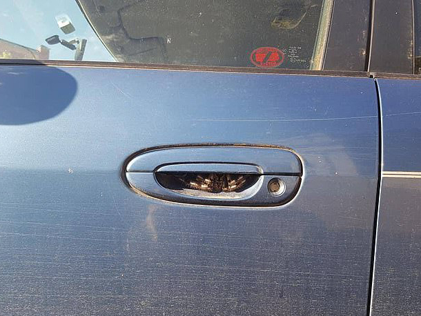 Huge Spider Lurking In Car Door Handle Stuns Internet Huge Spider Lurking In Car Door Handle Stuns Internet