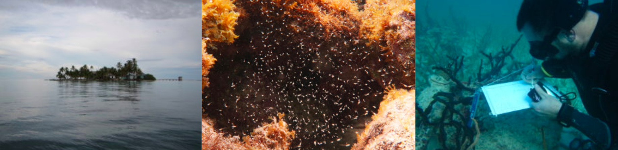 Fish Domesticate Tiny Shrimp To Help Run Their Farms in a First Fish Domesticate Tiny Shrimp To Help Run Their Farms in a First