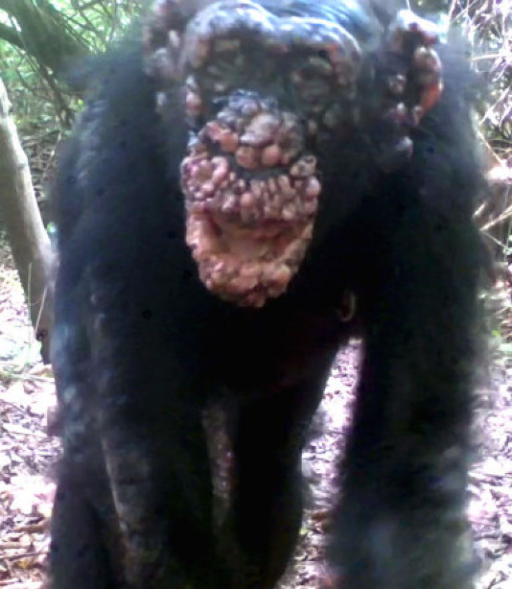 Leprosy Found in Wild Chimps For First Time Ever Leprosy Found in Wild Chimps For First Time Ever