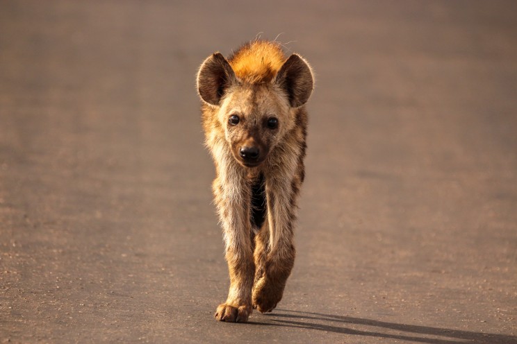A New Study Proves Ancient Hyenas Inhabited Canada During the Ice Age