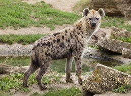 A New Study Proves Ancient Hyenas Inhabited Canada During the Ice Age