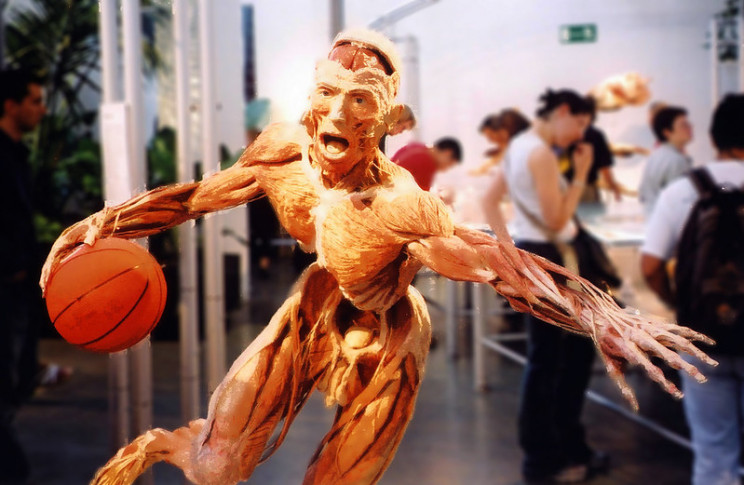 unusual body preservation plastination