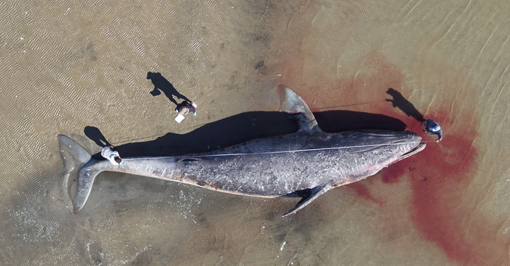 Gray Whales Are Dying in the Pacific Due To Starvation, Scientists Say