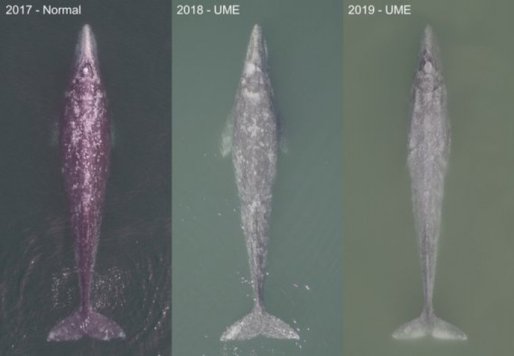 Gray Whales Are Dying in the Pacific Due To Starvation, Scientists Say Gray Whales Are Dying in the Pacific Due To Starvation, Scientists Say
