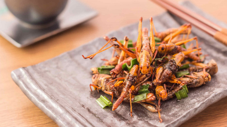 Scientists say eating insects might be a way to help the planet - Vimarsana News