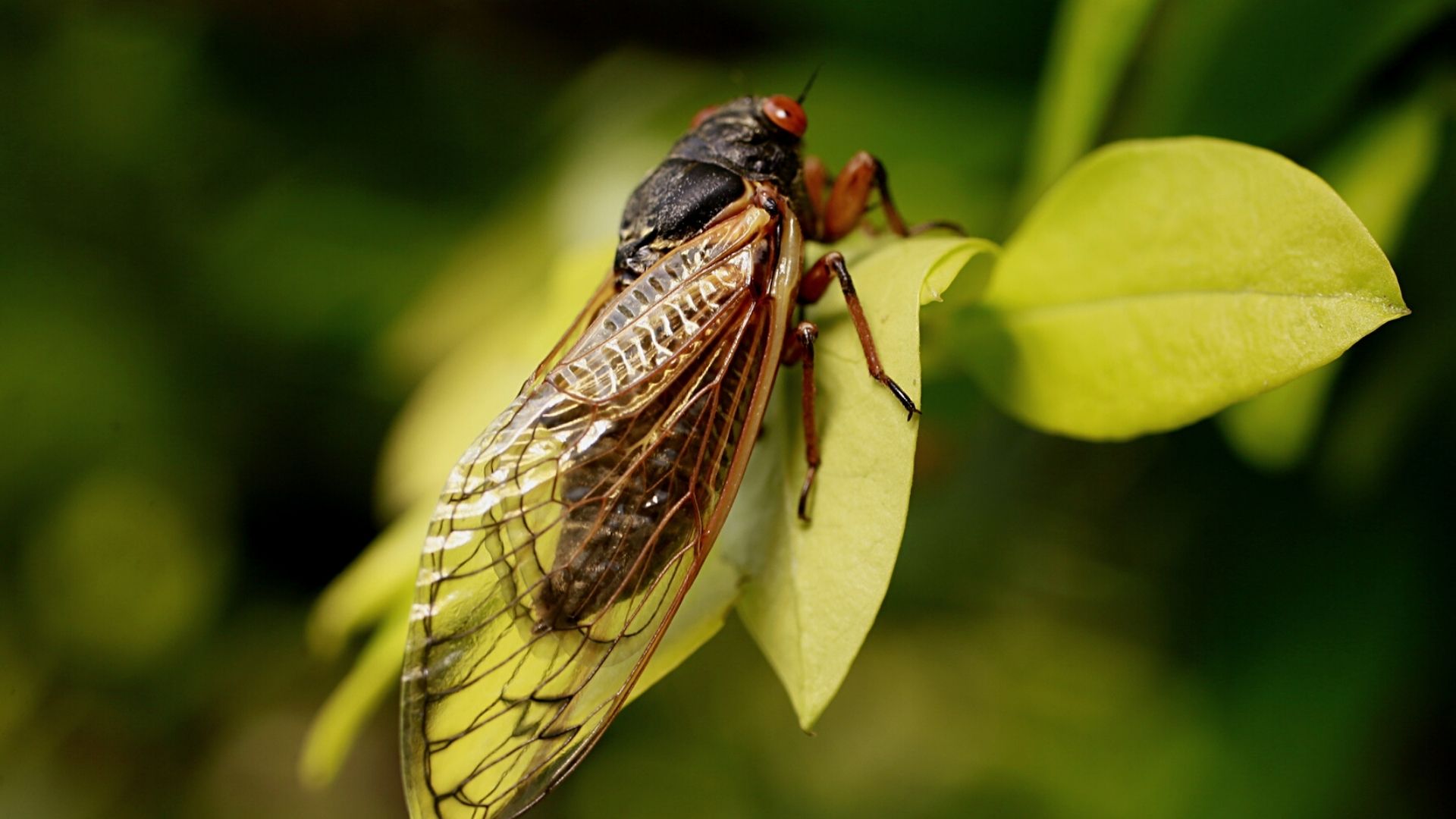 Trillions of Brood X Cicadas to Emerge From Underground | IE