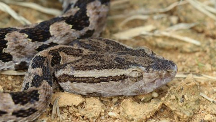 Study Proves Humans Could Evolve to Have a Venomous Bite