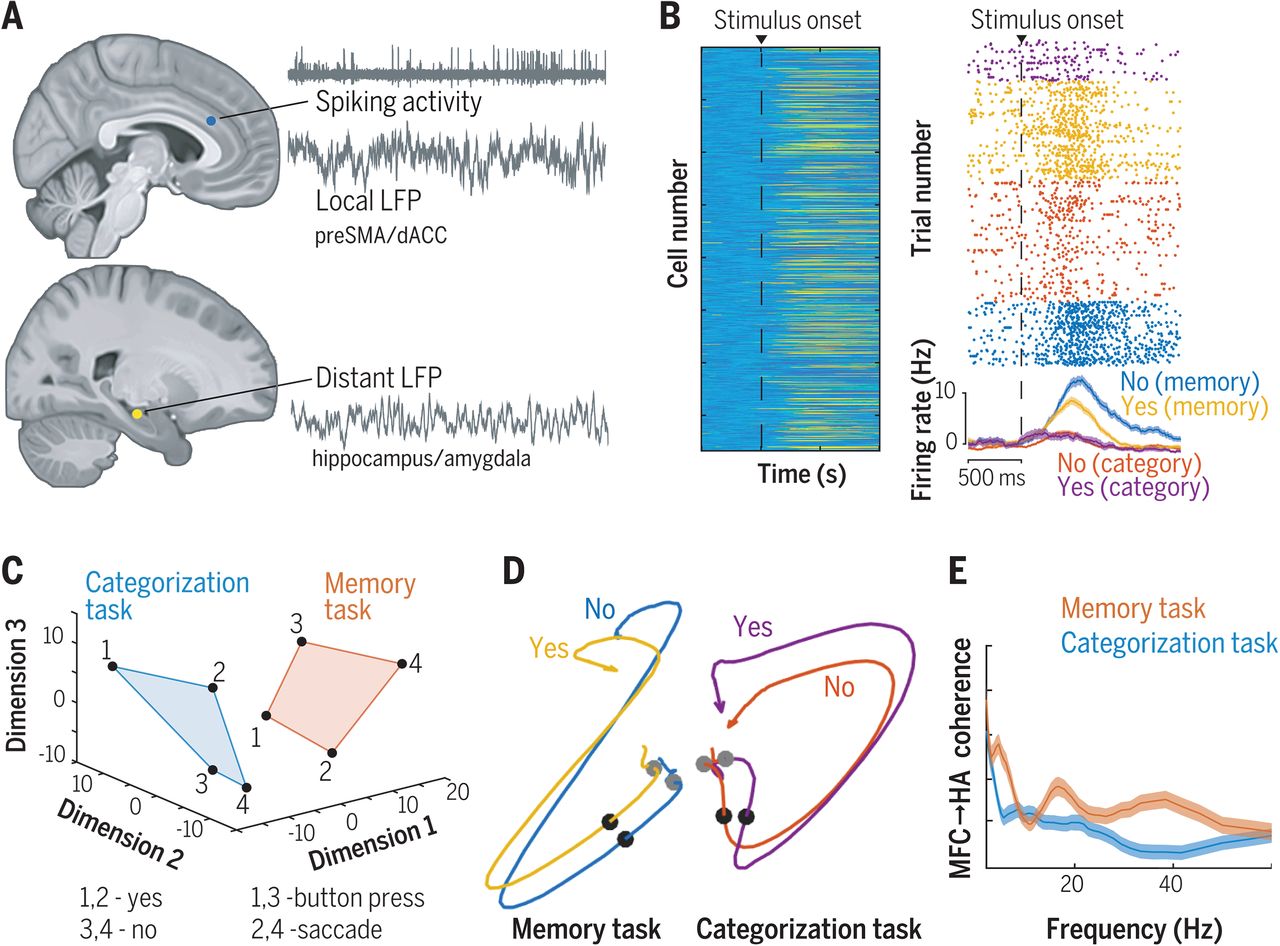 Individual Neurons Help Us Make Memory-Based Decisions, Says Study Individual Neurons Help Us Make Memory-Based Decisions, Says Study