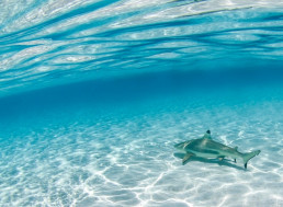 Stressed Out Shark Pups Fail to Thrive Thanks to Their Environment