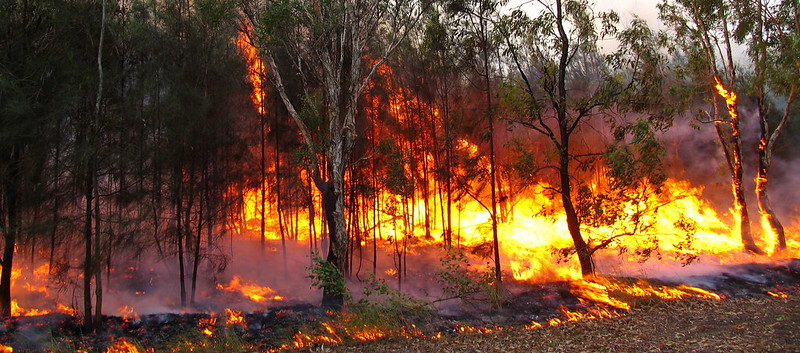 history of Australian bushfires forest