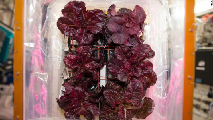 Crucial Development for Future NASA Missions: Lettuce Grown in Space Is Nutritious and Tasty Crucial Development for Future NASA Missions: Lettuce Grown in Space Is Nutritious and Tasty