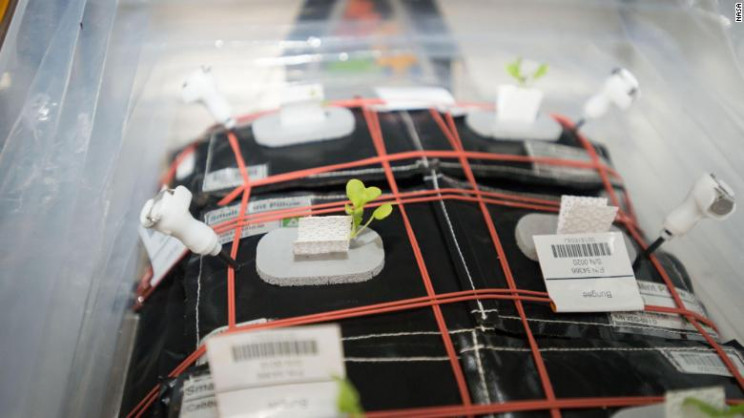 Crucial Development for Future NASA Missions: Lettuce Grown in Space Is Nutritious and Tasty Crucial Development for Future NASA Missions: Lettuce Grown in Space Is Nutritious and Tasty