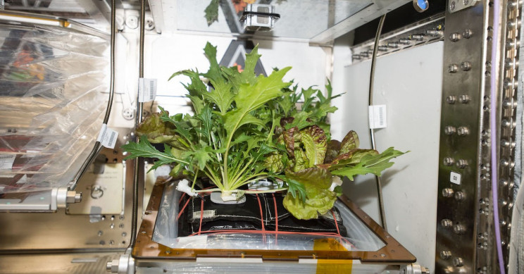 Crucial Development for Future NASA Missions: Lettuce Grown in Space Is Nutritious and Tasty
