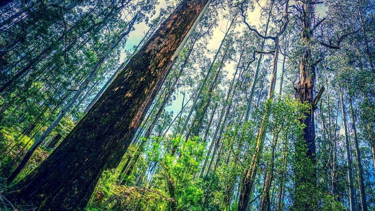 A 630-foot-deep sinkhole in China is hiding a pristine ancient forest