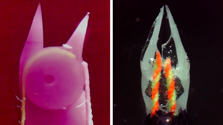 Scientists Use DNA Supercoiling Technique to Produce Muscles for Miniature Robots