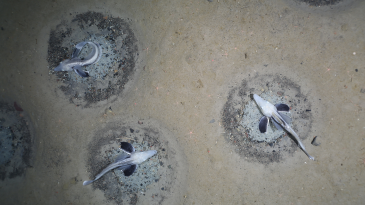 Researchers Discover the World's Largest Fish Breeding Site With 60 Million Icefish