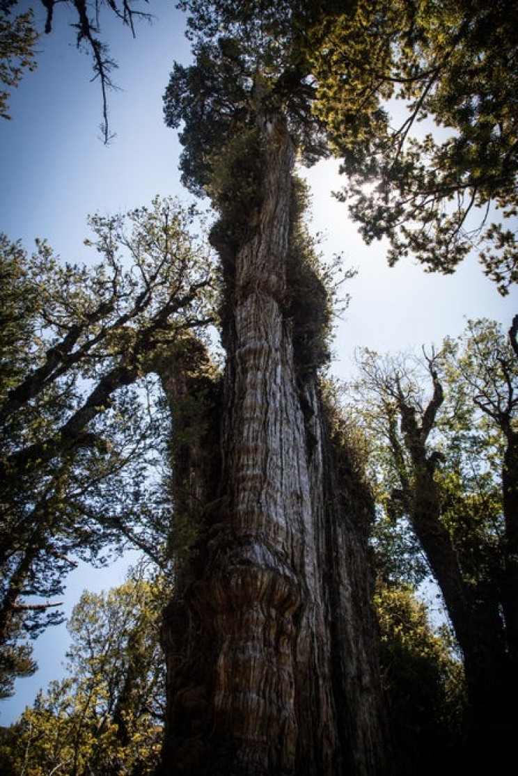 oldest trees in the world gran abuelo