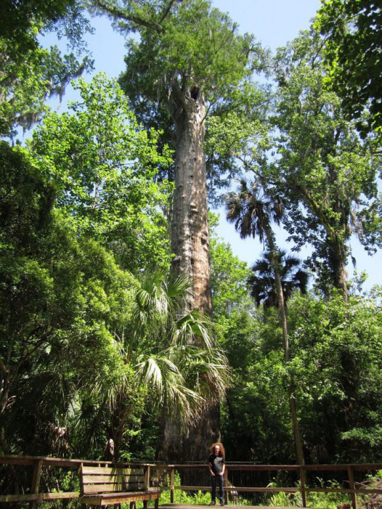 world's oldest trees senator