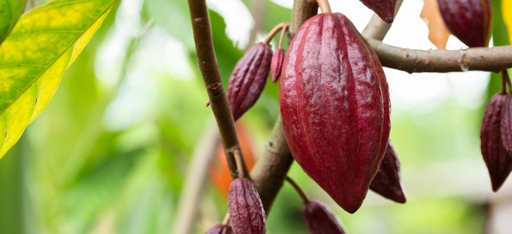 What Is Ruby Chocolate? Where Can I Get It? and How Is It Made?