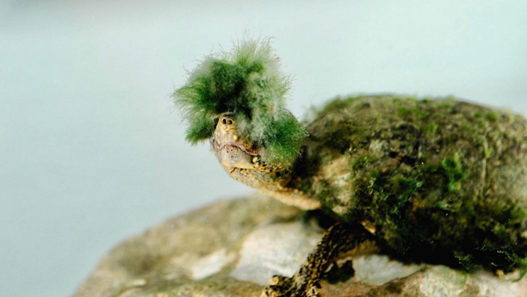 A special turtle species has found a brilliant way to reduce aging