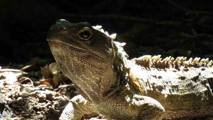 Tuatara Tuatara