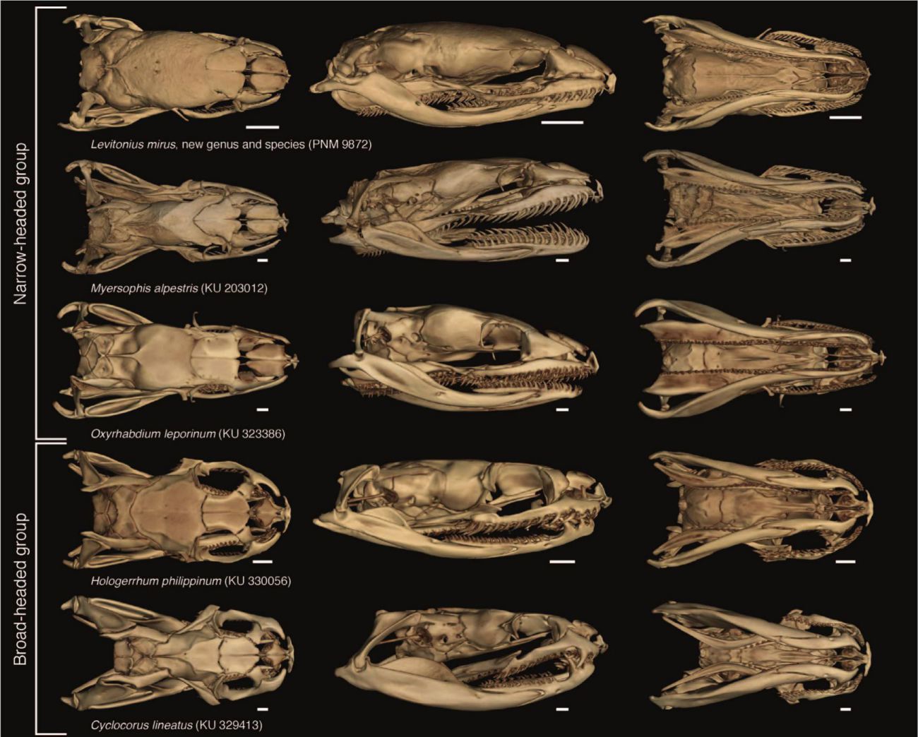 new genus of snake