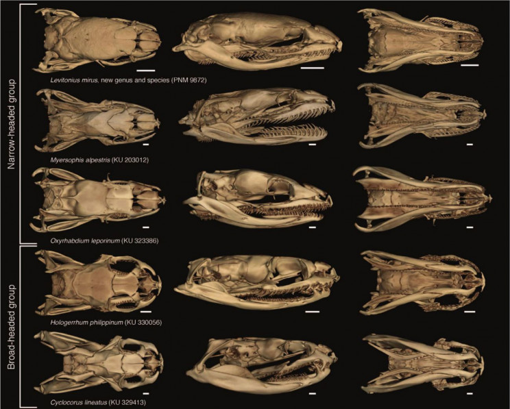 new genus of snake