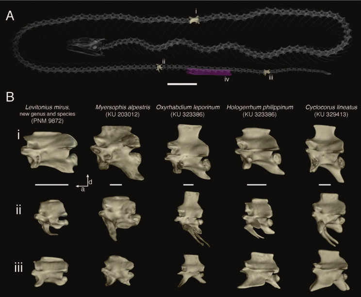 new snake found
