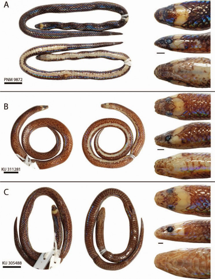 new species of snake found