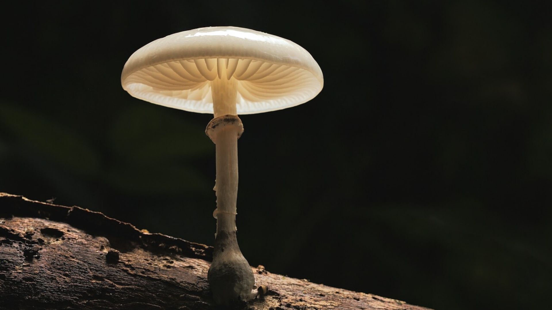 Could PlasticEating Fungi Solve the Plastic Problem? IE