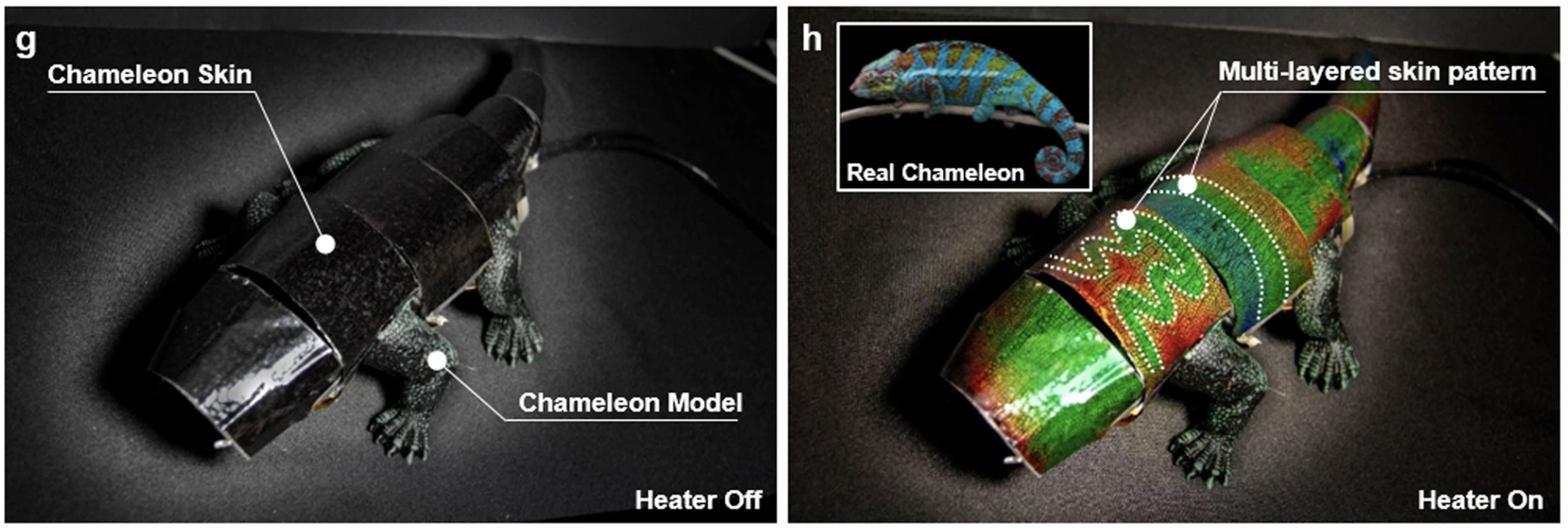 This Color-Shifting Robot Chameleon Could Soon Blend Into a Wall Near You This Color-Shifting Robot Chameleon Could Soon Blend Into a Wall Near You