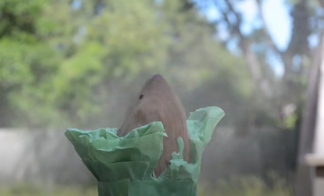 power carve shark spray