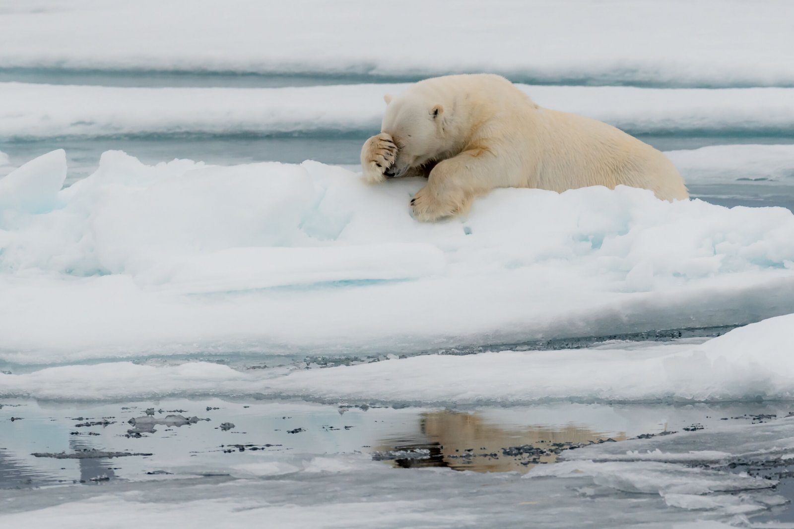 Comedy Wildlife Photography Awards 2020 Finalists Announced Comedy Wildlife Photography Awards 2020 Finalists Announced