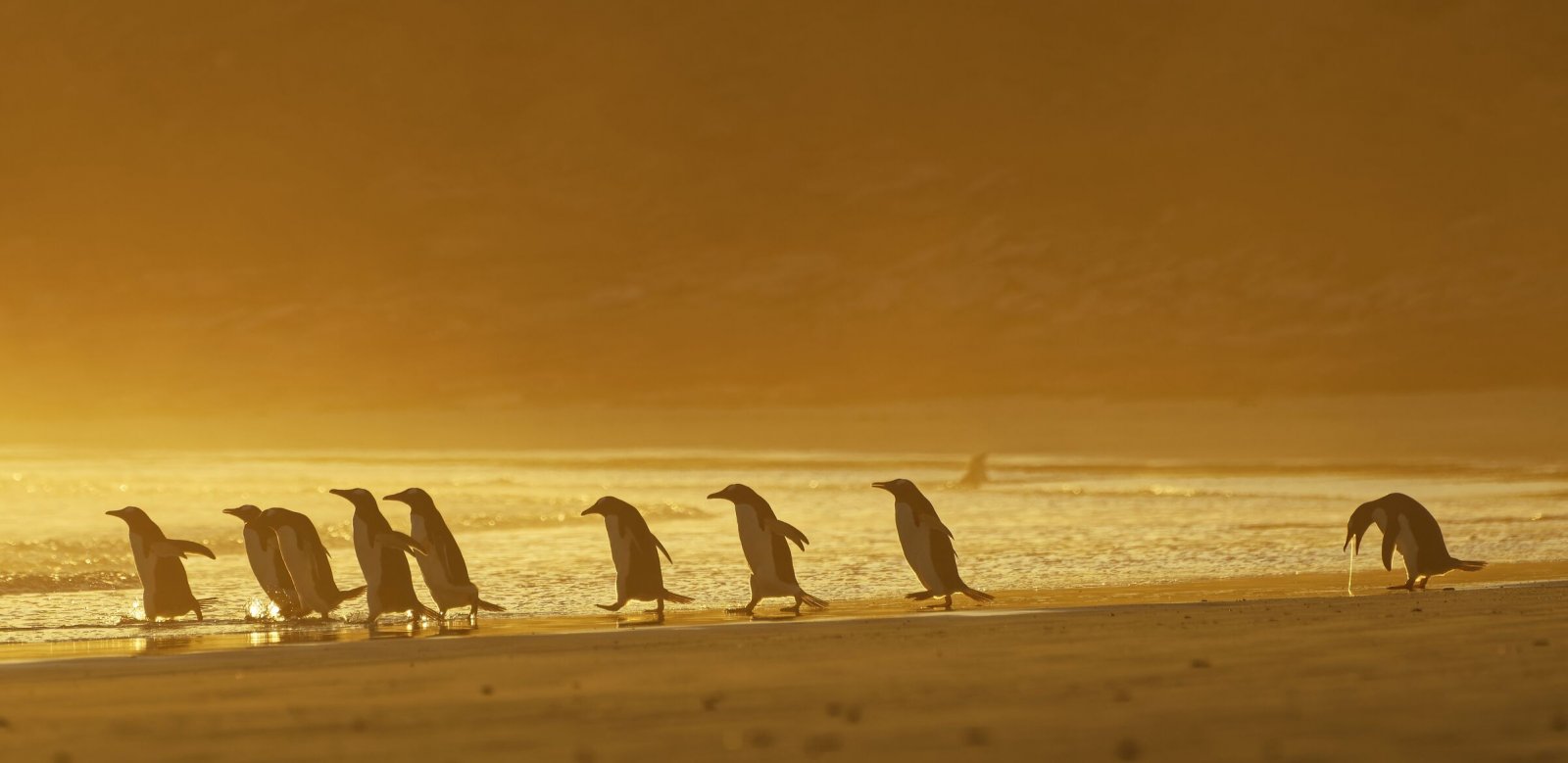 Comedy Wildlife Photography Awards 2020 Finalists Announced Comedy Wildlife Photography Awards 2020 Finalists Announced