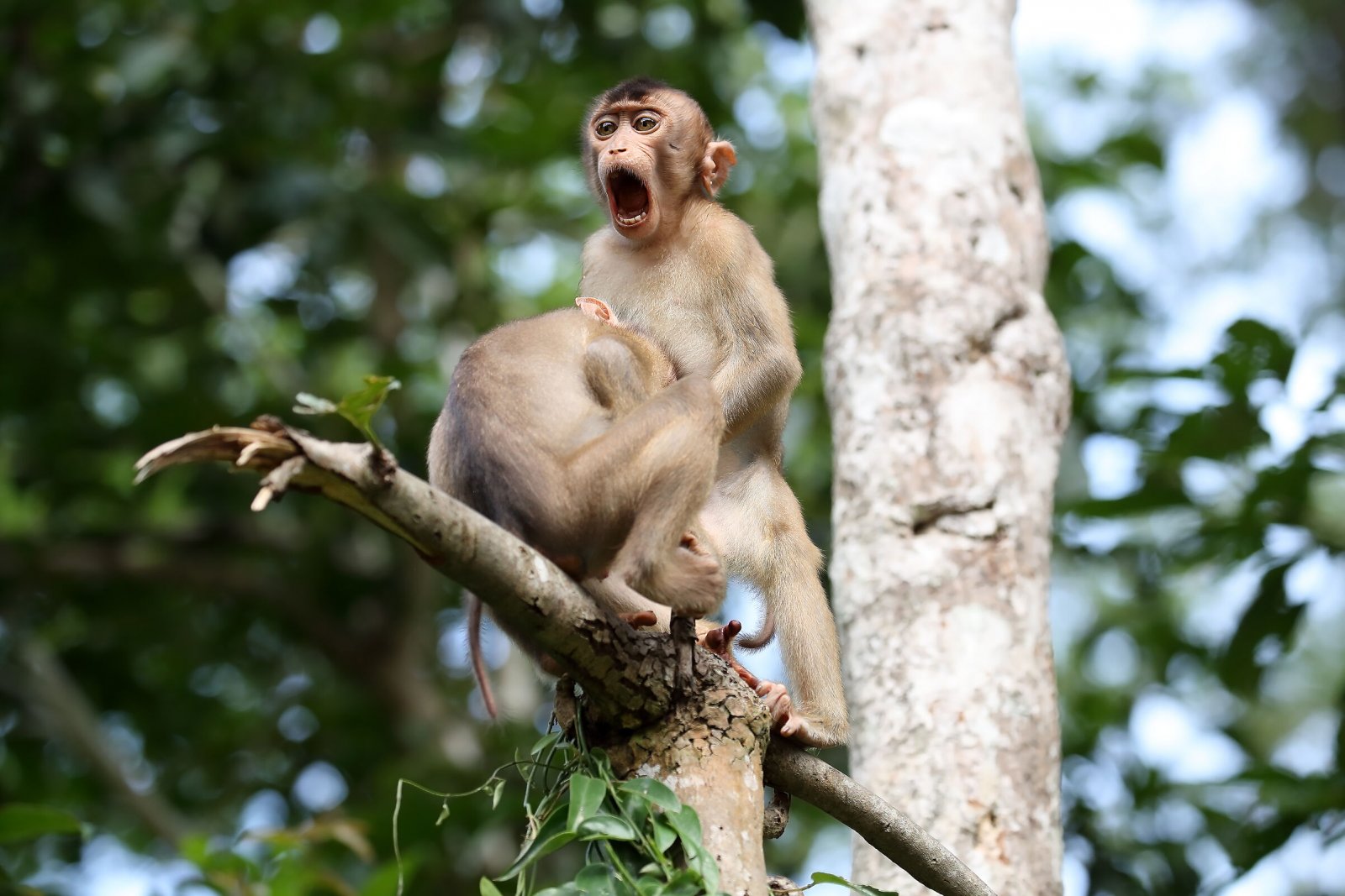 Comedy Wildlife Photography Awards 2020 Finalists Announced Comedy Wildlife Photography Awards 2020 Finalists Announced