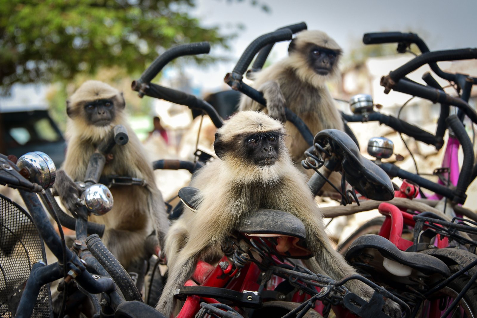 Comedy Wildlife Photography Awards 2020 Finalists Announced Comedy Wildlife Photography Awards 2020 Finalists Announced