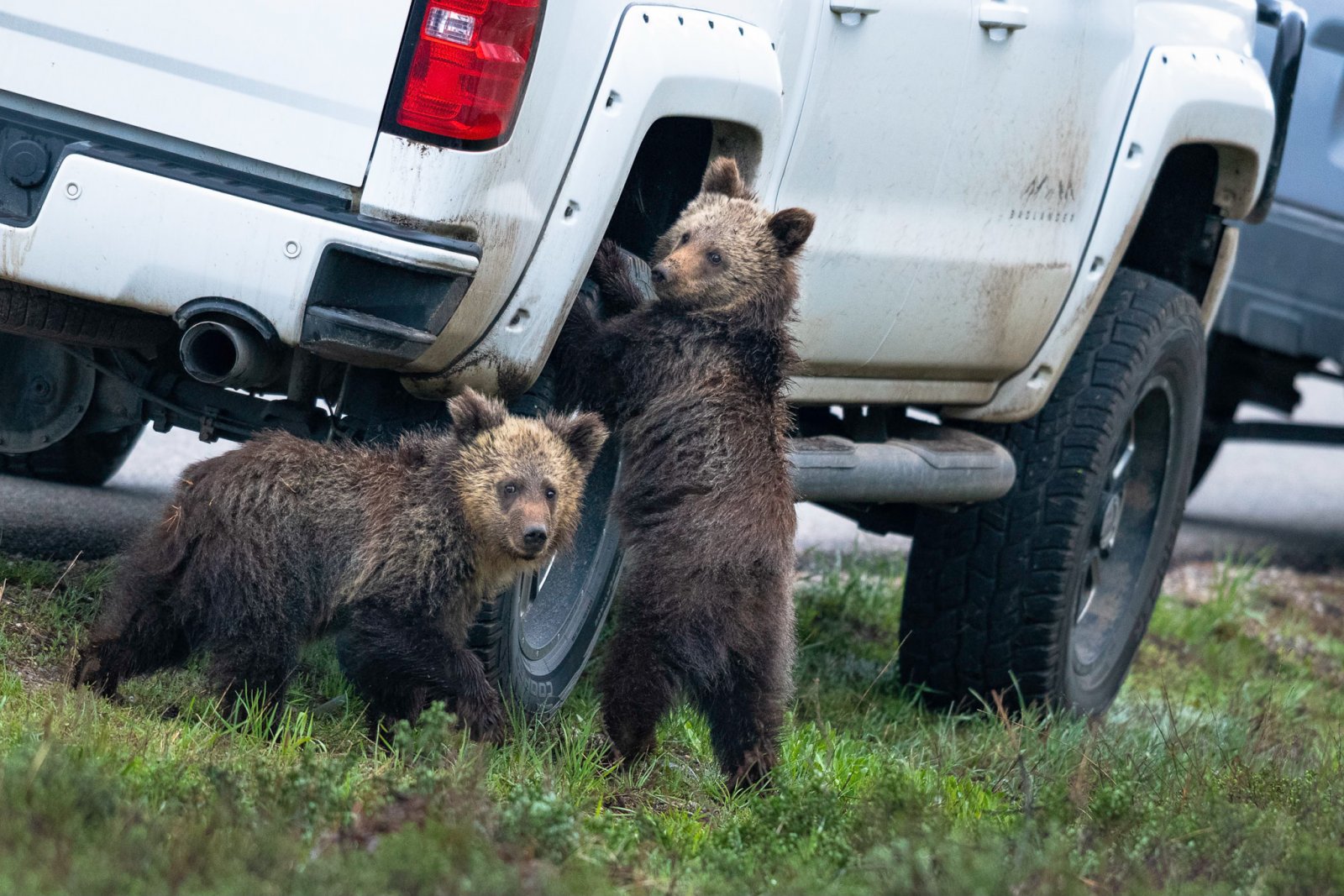 Comedy Wildlife Photography Awards 2020 Finalists Announced Comedy Wildlife Photography Awards 2020 Finalists Announced