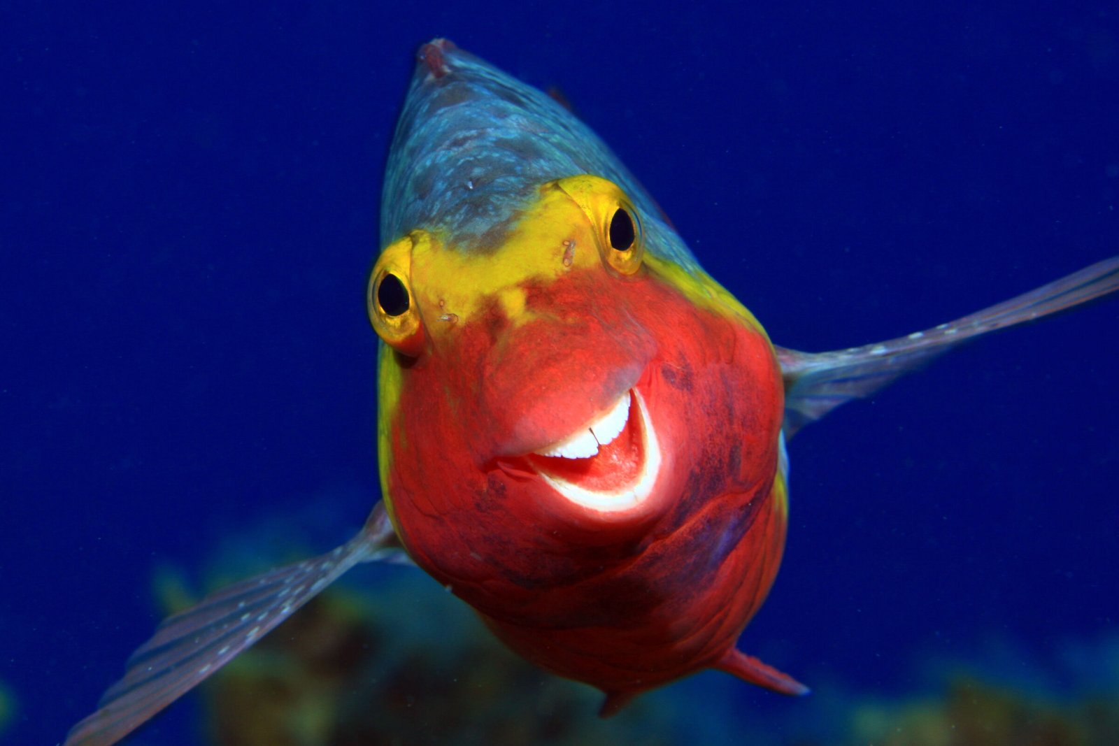 Comedy Wildlife Photography Awards 2020 Finalists Announced Comedy Wildlife Photography Awards 2020 Finalists Announced