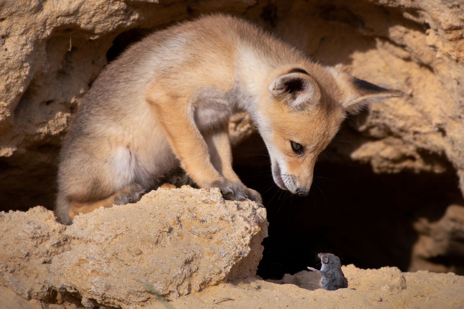 Comedy Wildlife Photography Awards 2020 Finalists Announced Comedy Wildlife Photography Awards 2020 Finalists Announced