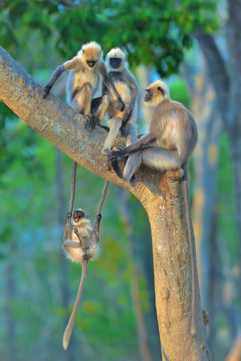 Comedy Wildlife Photography Awards 2020 Finalists Announced Comedy Wildlife Photography Awards 2020 Finalists Announced