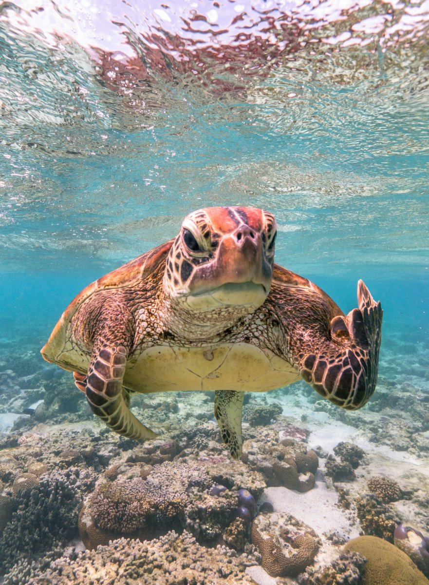 Comedy Wildlife Photography Awards 2020 Finalists Announced Comedy Wildlife Photography Awards 2020 Finalists Announced